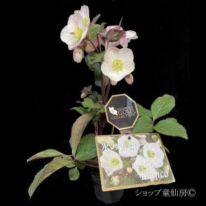 画像22: クリスマスローズ Ice N' roses 氷の薔薇ビアンコ4.5号