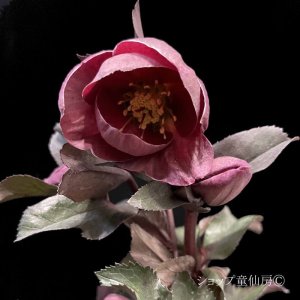 画像6: クリスマスローズ Ice N' roses 氷の薔薇コルヴィーナ6号