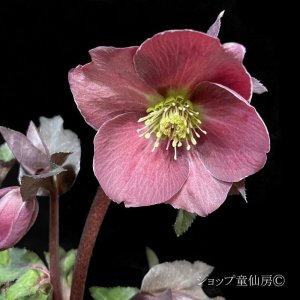 画像4: クリスマスローズ Ice N' roses 氷の薔薇コルヴィーナ6号