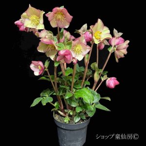 画像2: 【開花終了株】クリスマスローズ Ice N' roses 氷の薔薇イタリアーノ・カルロッタ4.5号