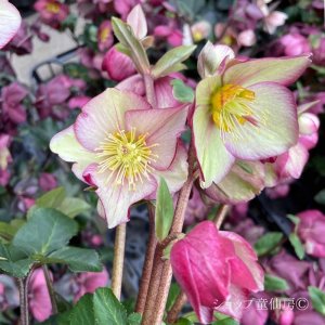 画像11: クリスマスローズ Ice N' roses 氷の薔薇イタリアーノ・カルロッタ4.5号