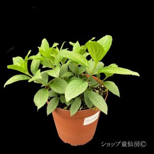 画像11: 【品種おまかせ】庭のあじさい苗 【HBAパニキュラータ】4.5号