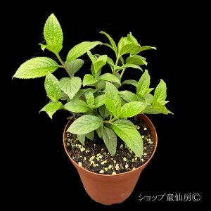 画像9: 【品種おまかせ】庭のあじさい苗 【HBAパニキュラータ】4.5号