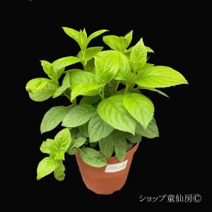 画像12: 【品種おまかせ】庭のあじさい苗 【HBAパニキュラータ】4.5号