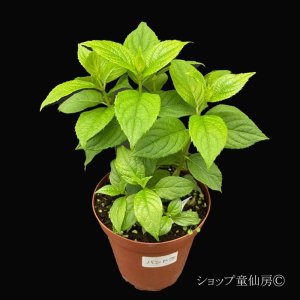 画像7: 【品種おまかせ】庭のあじさい苗 【HBAパニキュラータ】4.5号