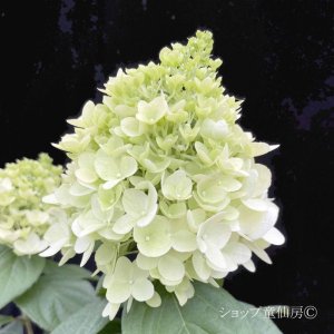 画像5: 【品種おまかせ】庭のあじさい苗 【HBAパニキュラータ】4.5号