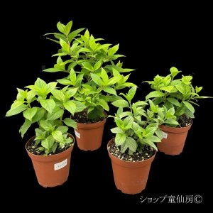 画像8: 【品種おまかせ】庭のあじさい苗 【HBAパニキュラータ】4.5号