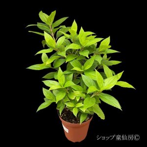 画像10: 【品種おまかせ】庭のあじさい苗 【HBAパニキュラータ】4.5号