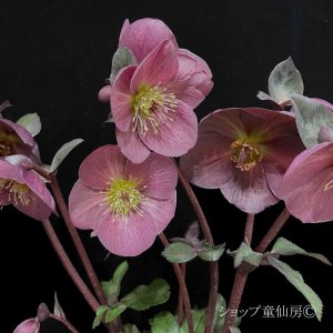 画像13: クリスマスローズ Ice N' roses 氷の薔薇コルヴィーナ6号