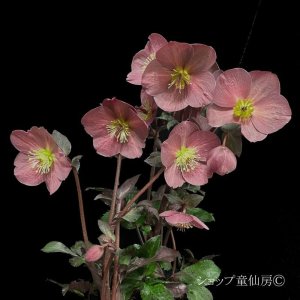 画像15: クリスマスローズ Ice N' roses 氷の薔薇コルヴィーナ6号