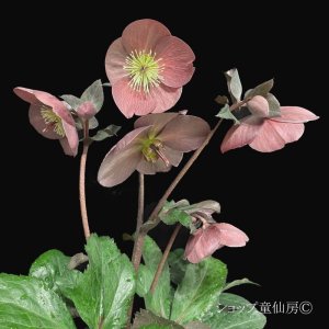 画像14: クリスマスローズ Ice N' roses 氷の薔薇コルヴィーナ6号