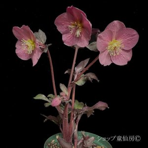 画像12: クリスマスローズ Ice N' roses 氷の薔薇コルヴィーナ6号