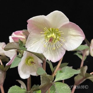 画像33: クリスマスローズ Ice N' roses 氷の薔薇ビアンコ4.5号