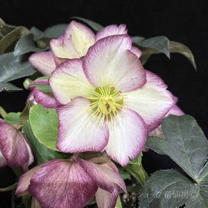 画像5: クリスマスローズ Ice N' roses 氷の薔薇フロステッドローズ6号