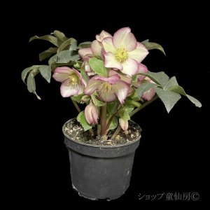 画像9: クリスマスローズ Ice N' roses 氷の薔薇フロステッドローズ6号