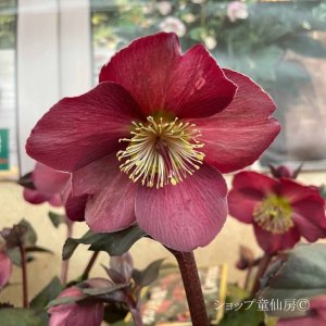 画像16: クリスマスローズ Ice N' roses 氷の薔薇コルヴィーナ6号