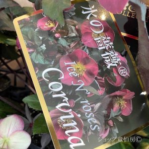 画像18: クリスマスローズ Ice N' roses 氷の薔薇コルヴィーナ6号