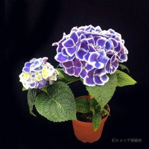 画像3: 庭のあじさい苗 【HBAホットチボリ・ブルー系】3.5号