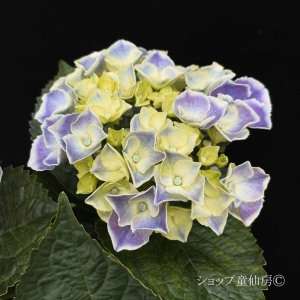 画像12: 庭のあじさい苗 【HBAホットチボリ・ブルー系】3.5号