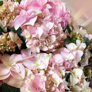 画像4: 庭のあじさい苗 【HBAフェイ】3.5号