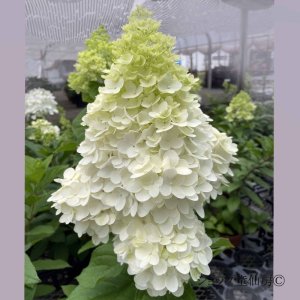 画像20: 庭のあじさい苗 【HBAパニキュラータ】パネンカ6号