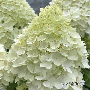 画像12: 庭のあじさい苗 【HBAパニキュラータ】パンドラ6号