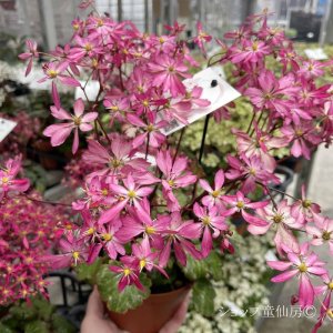 画像17: サキシフラガ・ダンシングピクシー TALEA　タレア