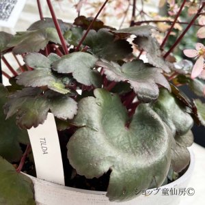 画像13: サキシフラガ・ダンシングピクシー TILDA　ティルダ