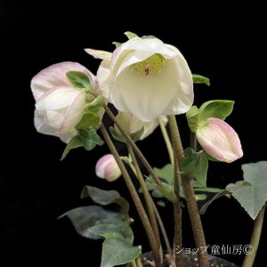 画像4: クリスマスローズ 雪の妖精HGCリン4.5号