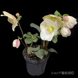 画像7: クリスマスローズ 雪の妖精HGCリン4.5号