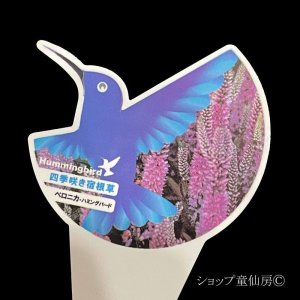 画像23: ベロニカハミングバード・ピンク　3.5号12株