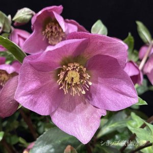 画像15: クリスマスローズ HGCラベンダーピンク4.5号