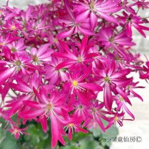 画像12: サキシフラガ・ダンシングピクシー TIA　 ティア　