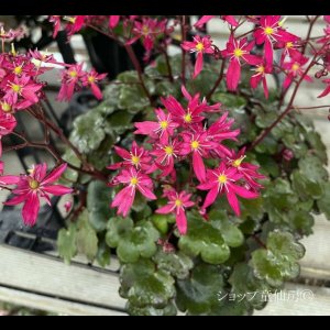 画像11: サキシフラガ・ダンシングピクシー TALLY　ターリー