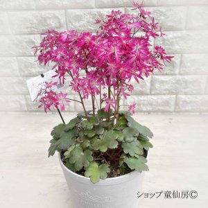 画像10: サキシフラガ・ダンシングピクシー TIA　 ティア　