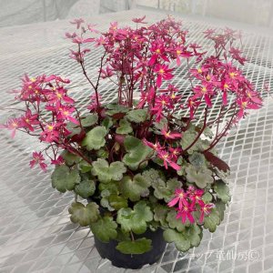 画像12: サキシフラガ・ダンシングピクシー TALLY　ターリー