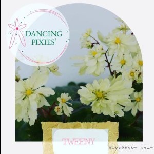 画像15: サキシフラガ・ダンシングピクシー TWEENY　ツイニー