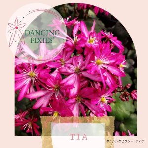 画像13: サキシフラガ・ダンシングピクシー TIA　 ティア　