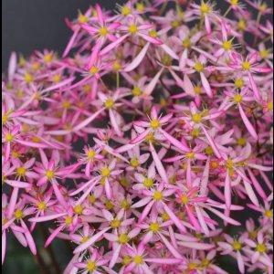 画像19: サキシフラガ・ダンシングピクシー TINI チーニ