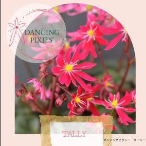 画像13: サキシフラガ・ダンシングピクシー TALLY　ターリー