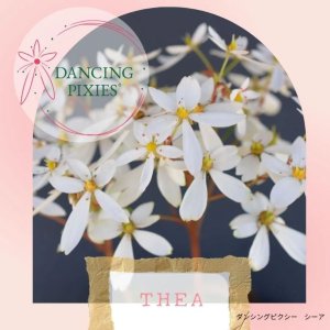画像9: サキシフラガ・ダンシングピクシー THEA　シーア
