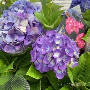 画像6: 四季咲【HBAディヴァフィオーレ・パープル】5号