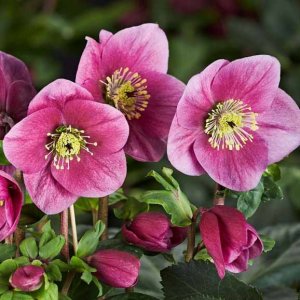 画像10: クリスマスローズ 雪の妖精HGCルル6号