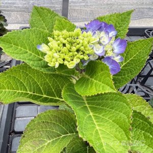 画像7: 四季咲【HBAディヴァフィオーレ・パープル】5号