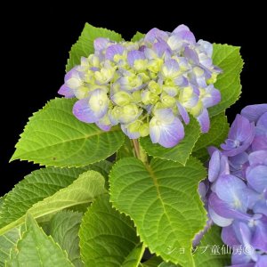 画像9: 四季咲【HBAディヴァフィオーレ・パープル】5号