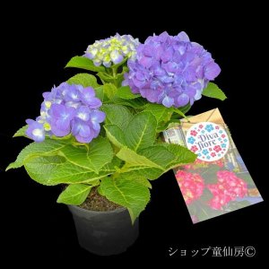 画像8: 四季咲【HBAディヴァフィオーレ・パープル】5号