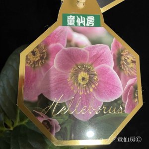 画像11: クリスマスローズ 雪の妖精HGCリバ6号