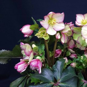 画像4: クリスマスローズ Ice N' roses 氷の薔薇パープルサンライズ4.5号