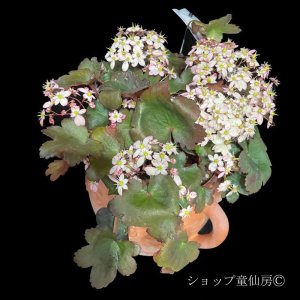 画像21: サキシフラガ・ダンシングピクシー TILDA　ティルダ