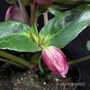 画像15: クリスマスローズ HGCアイスブレーカールビー4.5号